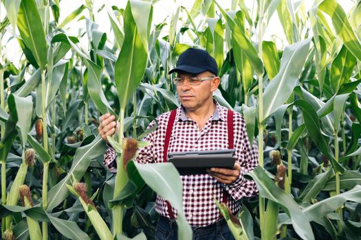 Farmer agronomist monitors the corn harvest. Front view of a corn field. A farmer agronomist in a green corn field checks organic products. Senior man farmer with digital tablet working in corn field.