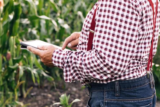 Old senior man farmer with digital tablet working in field smart farm in a field with corn. Working in field harvesting crop. Old senior farmer is engaged in farm agriculture. Agriculture concept.