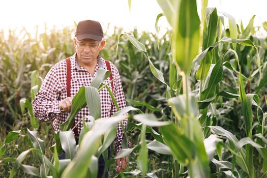 Senior farmer checks the harvest on the field. Male hand examining young corn plants. Farmer holds young corn leaves in his hand. Crop field of corn. Corn Maize Agriculture Nature Field. Agriculture.