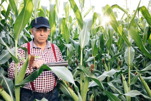 Agribusiness technology in the field ipad agricultural control precision agriculture Farmer ipad in cultivated corn field, applying modern technology in agricultural activity.