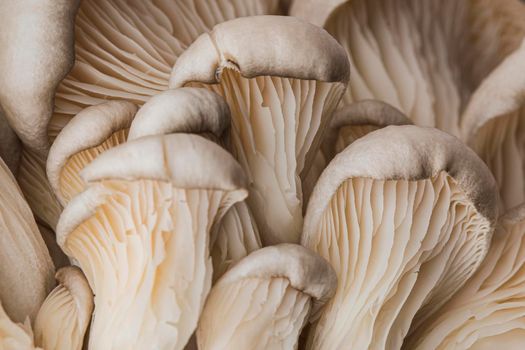 beautiful macro fresh mushroom. High resolution photo