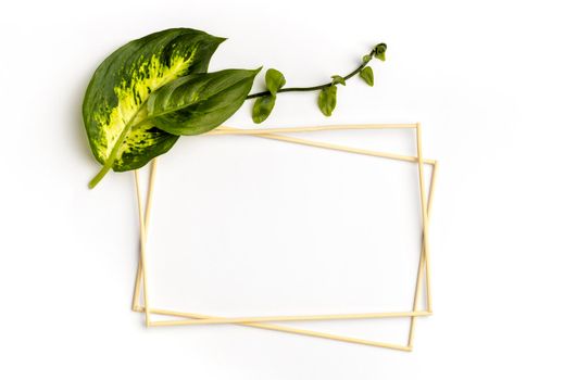 flat lay arrangement green leaves with empty frames. High resolution photo