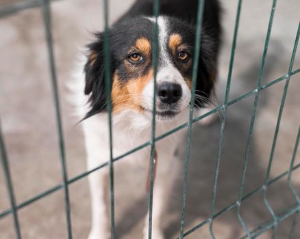 sad rescue dog fence adoption shelter. High resolution photo
