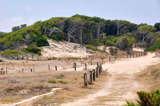 Path between the dunes and the vegetation. Wooden poles with pine trees fallen in the air. Balearic Islands,