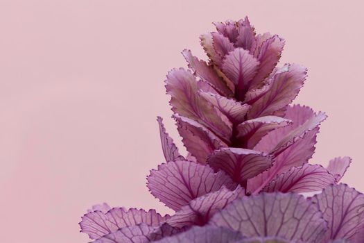 front view spring plant with . High resolution photo