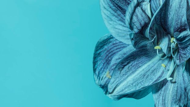 pretty macro blue flower. High resolution photo