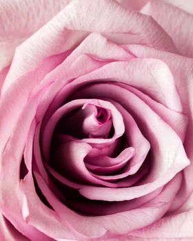 pink rose. High resolution photo