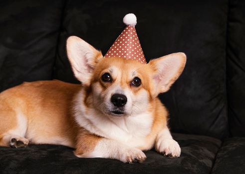 cute dog with party hat couch. High resolution photo