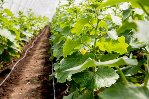 greenhouse rows plants with flowers. High resolution photo