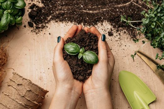 top view female hands holding soil plant. High resolution photo