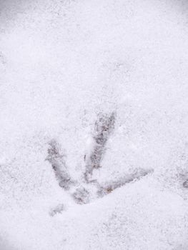 A closeup view of animal footprints or tracks belonging to a chicken or rooster in fresh white snow blanketing the ground in Wisconsin in winter season.