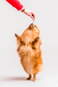 female s hand feeding food spitz standing its hind legs. High resolution photo