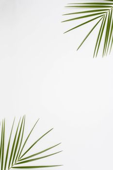 elevated view palm leaves corner white backdrop. High resolution photo