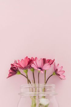 pink daisies inside glass jar. High resolution photo