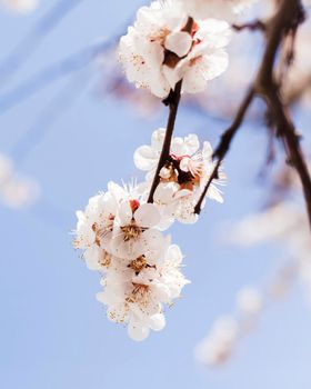 outdoor flowers. High resolution photo