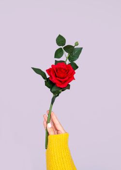 hand holding lovely rose. High resolution photo