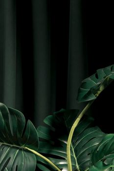 front view monstera leaves with dark background. High resolution photo