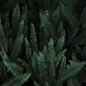 thicket wild fern. High resolution photo