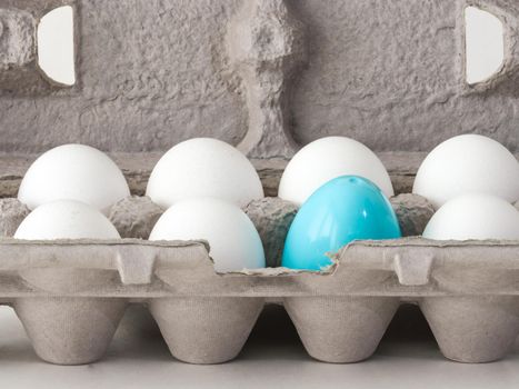 A closeup photograph of a single blue plastic Easter egg nested inside of a cardboard egg carton with several real white chicken eggs.