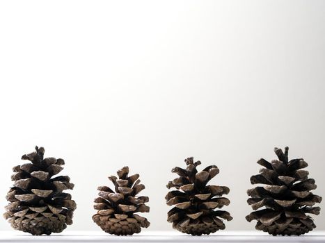 Several brown pine cones standing upright from side profile sitting on a shelf or ledge isolated on a white wall background making a beautiful winter or Christmas holiday background.