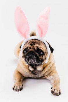 cute sad fawn pug bunny ears. High resolution photo