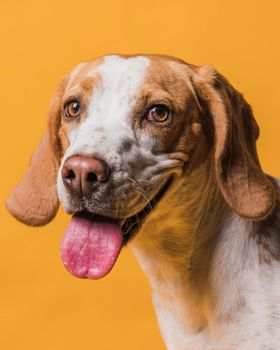 lovely dog sticking out his tongue. High resolution photo