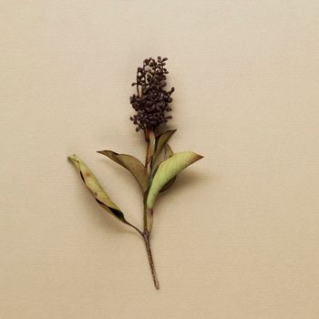 dried plant stem beige background. High resolution photo