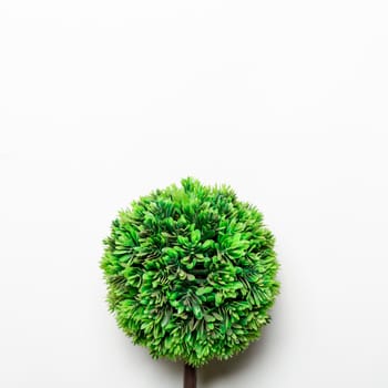 small green decorative tree. High resolution photo