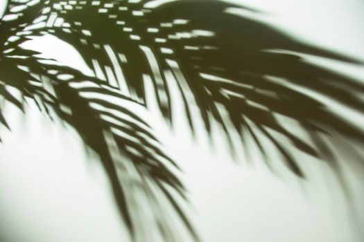 dark shadow palm leaves background. High resolution photo