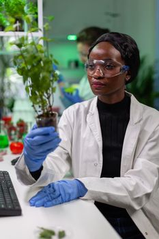 Woman researcher looking at green sapling comparing with tomato while typing on keyboard ecology expertise. Scientist observing genetic mutation on plants, working in agriculture laboratory.