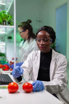 Closeup of chemist scientist injecting organic tomato with pesticides for gmo test. Biochemist working in pharmacology laboratory testing health food for microbiology expertise.