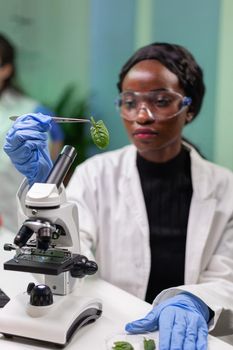 Botanist taking leaf sample from petri dish discovering biological genetic mutation for pharmaceutical experiment. Scientist chemist working in biochemistry lab analyzing organic agriculture.