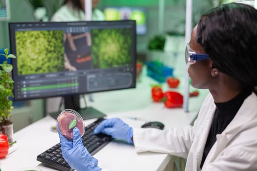 African chemist researcher holding petri dish with vegan meat in hands while typing genetic mutation on computer. Scientist researcher examining food genetically modified using chemical substance working in microbiology laboratory.