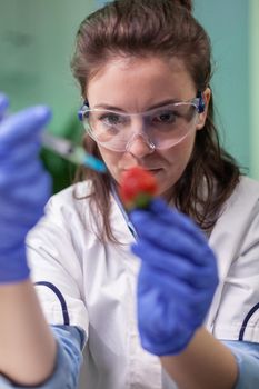 Closeup of biochemist researcher injecting healthy strawberry with dna liquid using medical syringe checking genetic test . Scientist biologist examining fruits in microbiology farming laboratory.