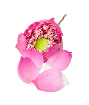 beautiful pink petal lotus flower isolated on white background, save clipping path.