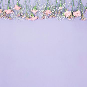 top border decorated limonium gypsophila carnations flowers purple backdrop. High resolution photo
