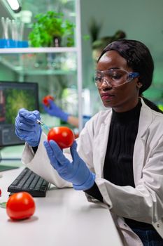 African biochemist with medical gloves injecting organic tomato with pesticides for gmo test genetic analyzing medical expertise. Biochemist working in farming laboratory testing health food.