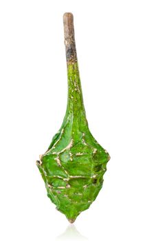 Calabash, also called bottle gourd, latin name Lagenaria Siceraria, variety Dinosaur, isolated on white background. Save clipping path.