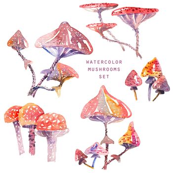 Hand-drawn watercolor mushrooms- painting on white background