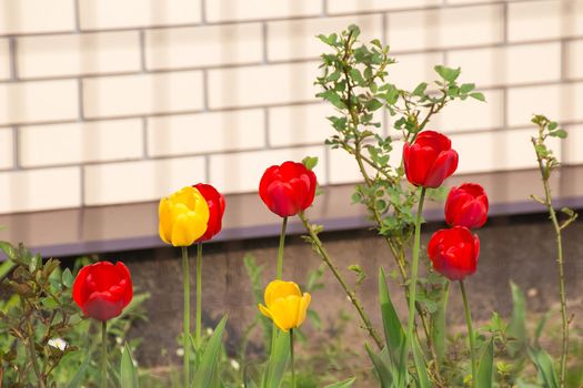 Yellow and red tulips with green leaves on a flower bed in the garden. There is copy space. Beauty in nature, flowering plant in spring or summer. Defocusing the background.