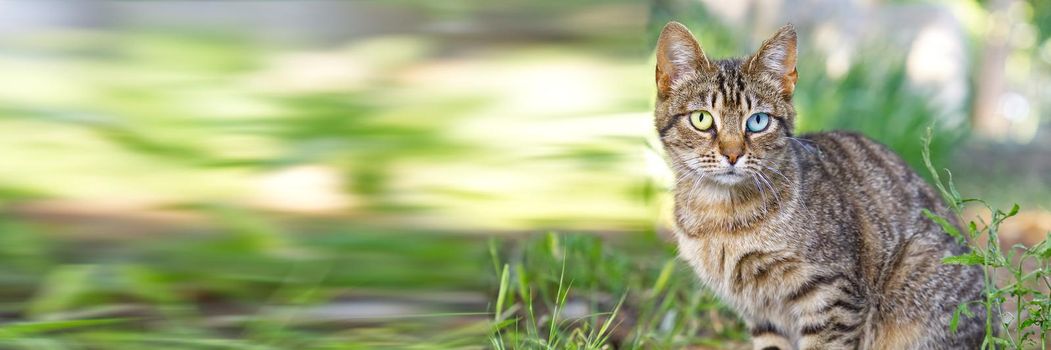 Close up portrait of striped brown cat with eyes of different colors blue and green looking to camera on green background. Pets walking outdoor adventure. non-pedigree cats in garden.