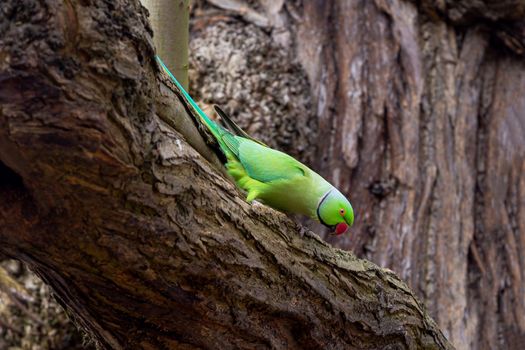 Rose-ringed parakeet, Psittacula krameri manillensis, also known as ring-necked parakeet, on a tree branch in London, UK