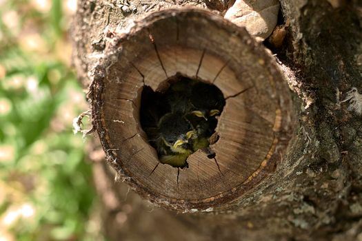 Two small birds in a nest inside a tree. Wood, close-up, detail and macro photography, blurred background. Hatchling begging for food