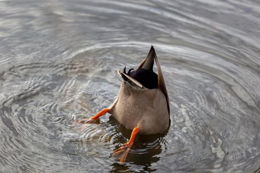 Male Mallard duck with head under water searching for food, dabbling, in a pond in London