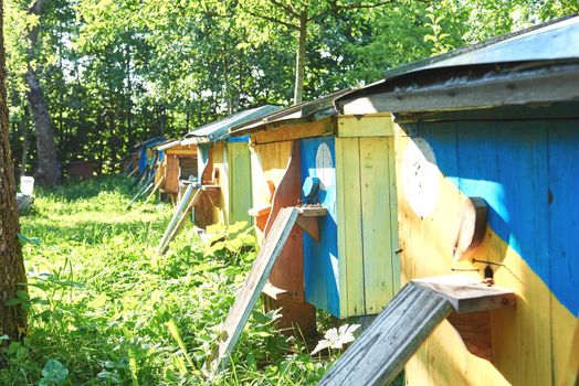 Beehives placed in a row in the garden at apiary copyspace farming organic eco produce producing beekeeping concept.