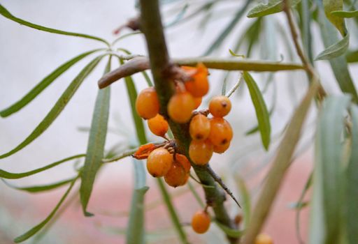 Green branch with bright ripe orange sea buckthorn berries gently swaying in wind. Sea Buckthorn berries on a branch with torns - Shallow depth of field. High quality photo