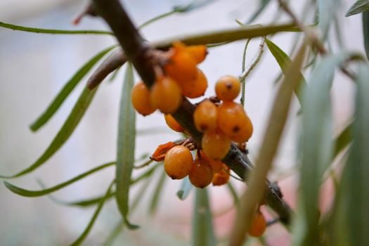 Green branch with bright ripe orange sea buckthorn berries gently swaying in wind. Sea Buckthorn berries on a branch with torns - Shallow depth of field. High quality photo