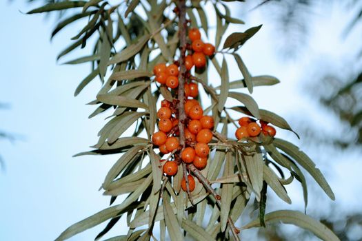 Green branch with bright ripe orange sea buckthorn berries gently swaying in wind. Sea Buckthorn berries on a branch with torns - Shallow depth of field. High quality photo