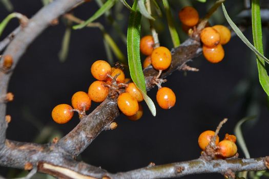 Green branch with bright ripe orange sea buckthorn berries gently swaying in wind. Sea Buckthorn berries on a branch with torns - Shallow depth of field. High quality photo