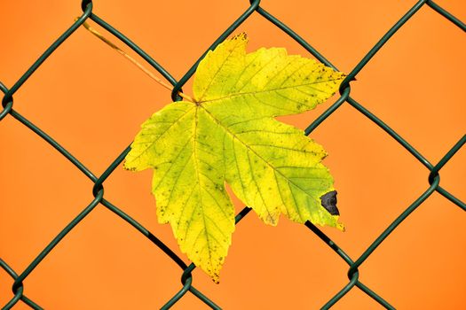 autumnal colored maple leaf in a fence in backlit